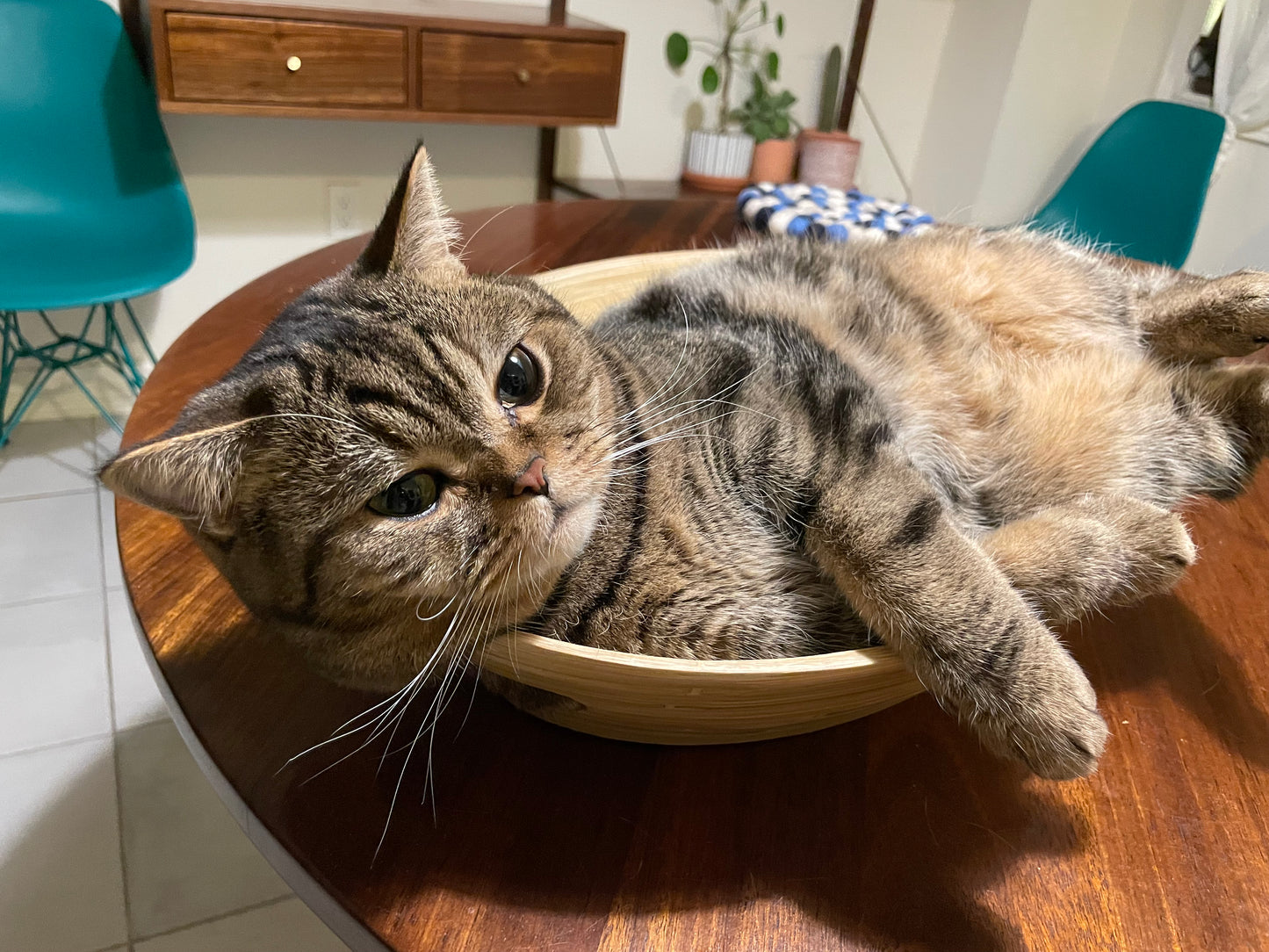 Cat Boarding Service