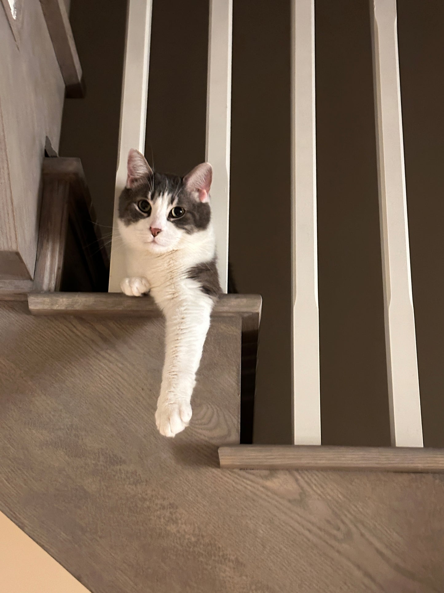 Book a stay for your cat!