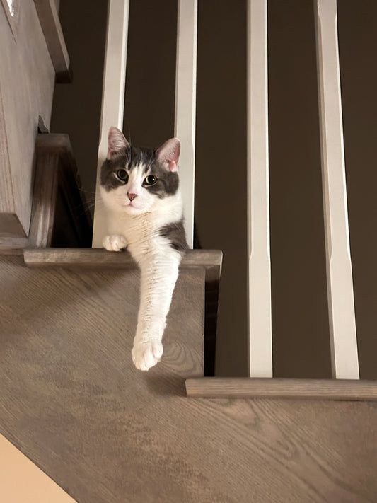 Book a stay for your cat!