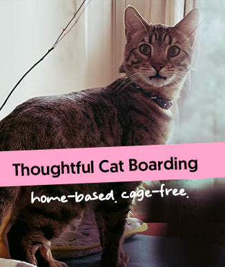 Book a stay for your cat!