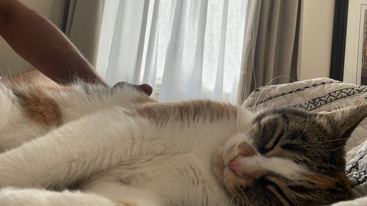 Cat boarding vs cat sitting – a cat relaxing at home during a boarding stay at bbcat Oakville