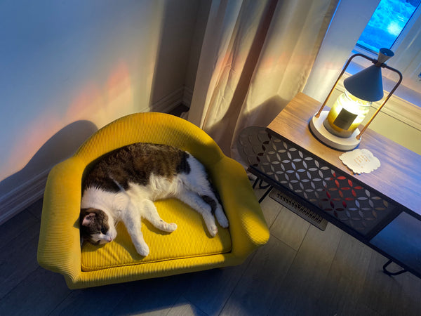 Guest cat at bbcat cage-free boarding