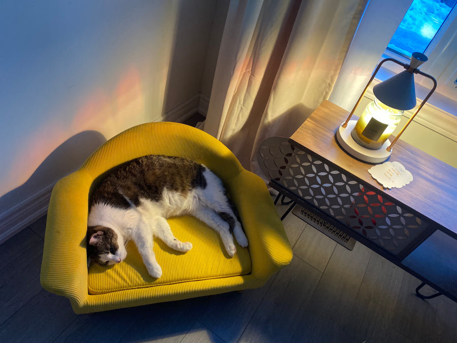 A bbcat guest happily settled in our cage-free Oakville home