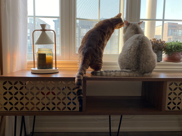 Guest cat at bbcat cage-free boarding