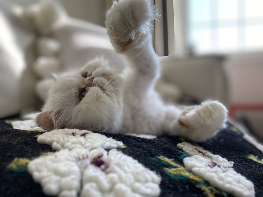A bbcat guest in the middle of zoomies during their stay