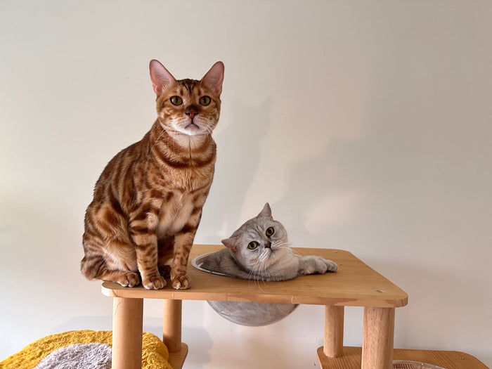 Two bbcat guests of different breeds sharing the same room at our cage-free Oakville home