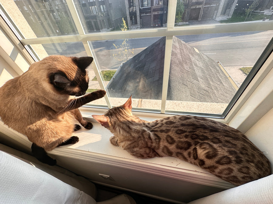 A guest cat resting at bbcat — cage-free boarding rates from $29.99 per night