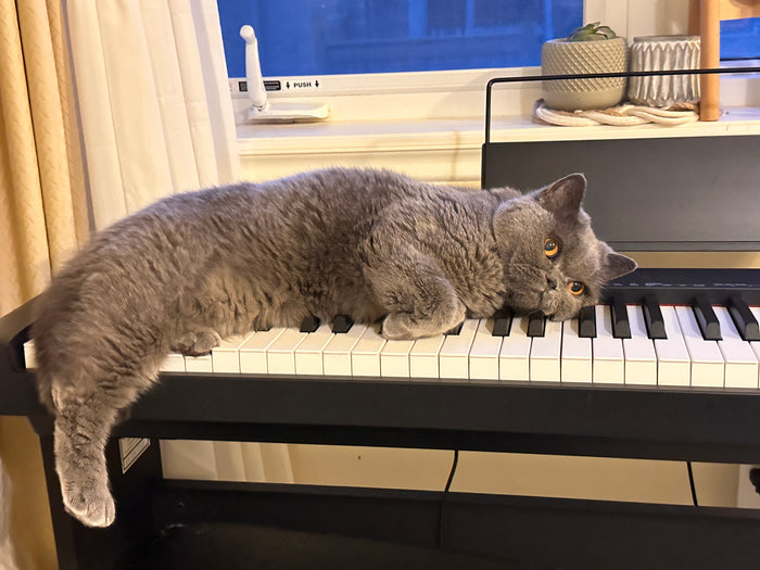 A bbcat guest who's made themselves right at home, claiming their favourite spot during a cage-free stay