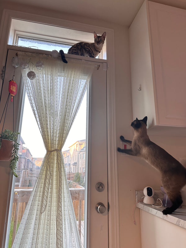 Guest cat at bbcat cage-free boarding