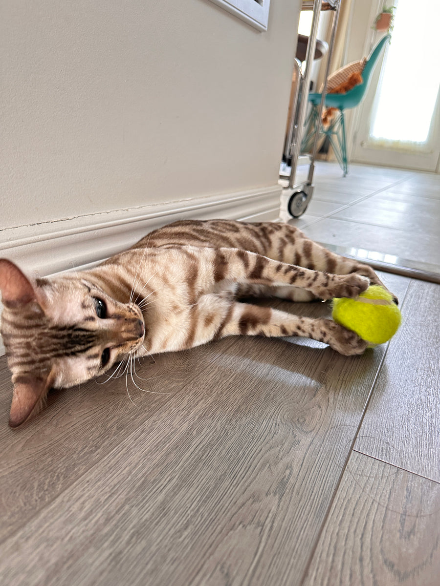 A guest cat enjoying their stay at bbcat in Oakville