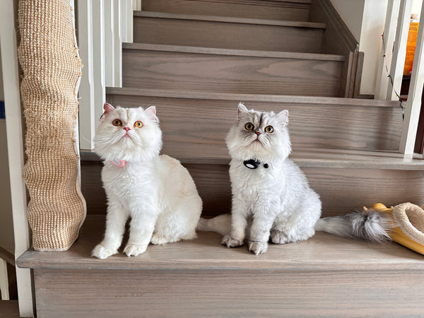 Two long-haired guest cats at bbcat — cage-free boarding from $29.99 per night