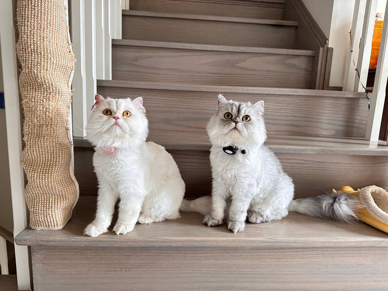 Two long-haired guest cats boarding cage-free at bbcat, serving Toronto and the GTA