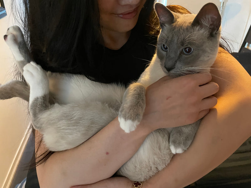 A bbcat guest enjoying quiet first moments at our cage-free Oakville home