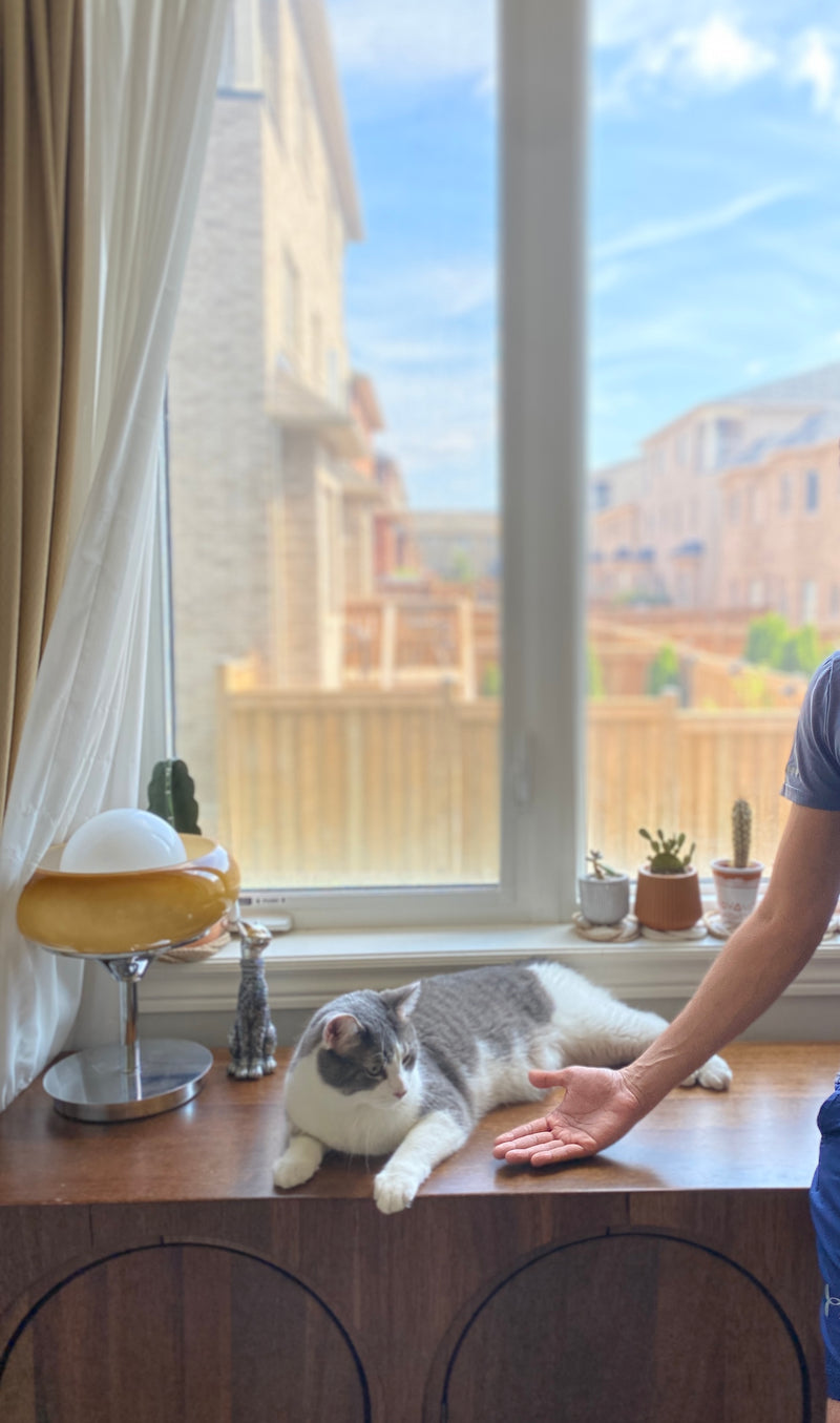 A bbcat guest relaxing in our cage-free home — cat boarding serving Toronto with door-to-door pickup