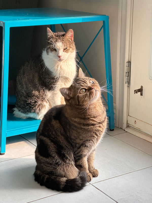 Two bbcat guests sharing the sunshine in our home