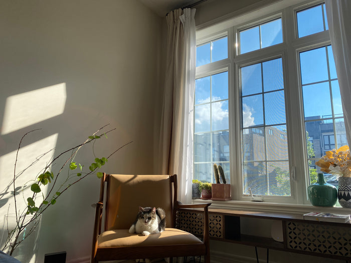 A bbcat guest sunbathing during a quiet afternoon at our cage-free Oakville home