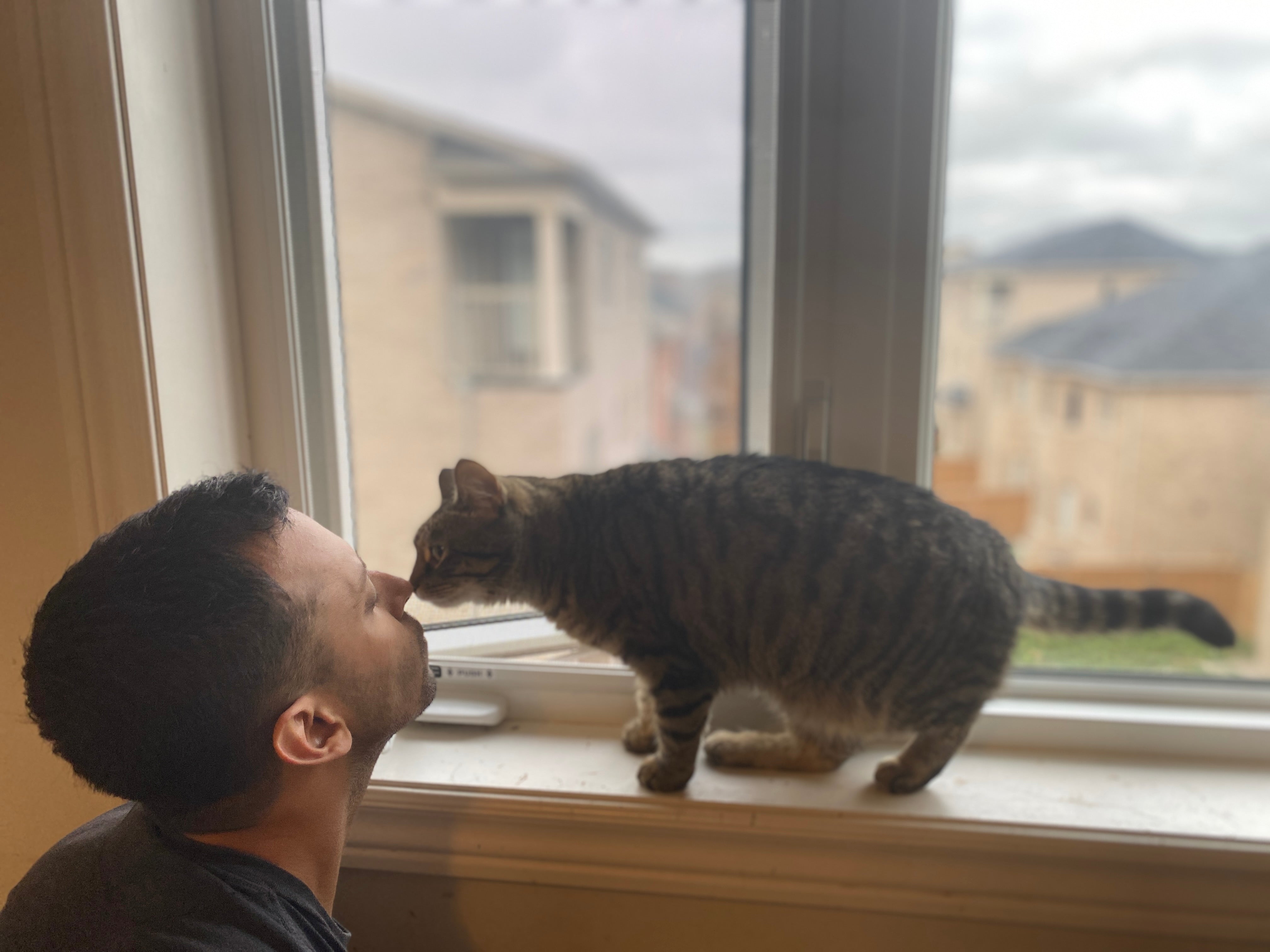 Munib, bbcat co-host, with a tabby cat at the window