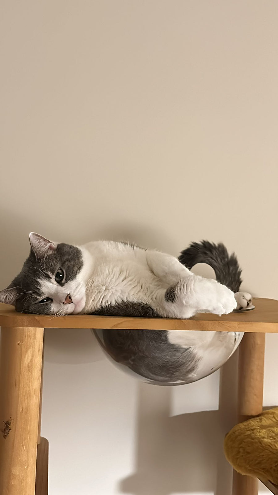 A bbcat guest sunbathing on the window scratcher at our cage-free Oakville home